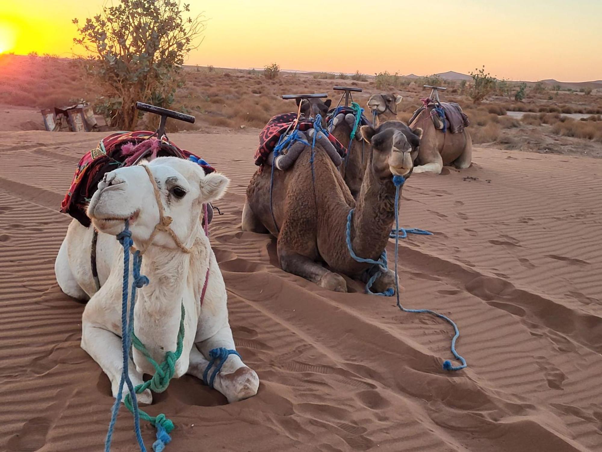 Desert Bivouac Mhamid Exterior photo